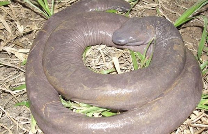 Kỳ lạ ‘rắn dương vật’ xuất hiện ở Mỹ ...Tròn mắt ngạc nhiên với những hình ảnh độc lạ chỉ có ở Australia.... Ky-la-ran-duong-vat-xuat-hien-o-my-b30-5944043