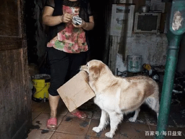 Chú chó gây sốt CĐM vì đi nhặt ve chai trả ơn cứu mạng của chủ nhân - Hình 4