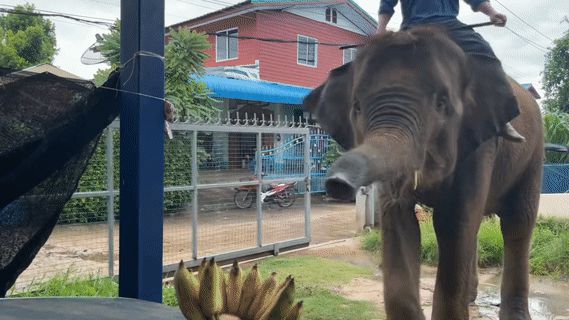 Bị hỏi ở Đắk Lắk nhà nào cũng có voi hả người đàn ông khoe ngay phương tiện di chuyển 4 chân còn biết tự động mở cửa làm ai cũng phải nể - Hình 2