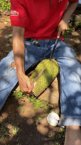 Bất ngờ bên trong quả sầu riêng đột biến có một không hai nhiều người lầm tưởng là mãng cầu gai - Hình 2