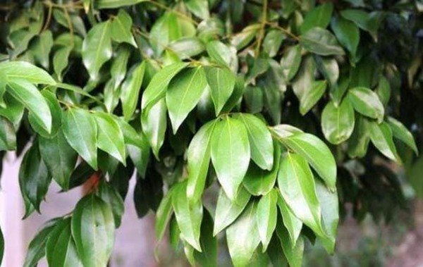 Chỉ cần đặt một chiếc lá nguyệt quế ở nhà, tất cả gián sẽ biến mất trong một đêm - Hình 1