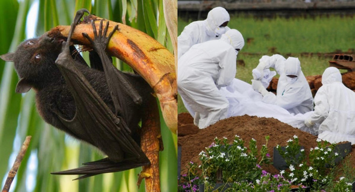 Virus Nipah nguy hiểm hơn cả Covid-19 đang bùng phát ở Ấn Độ - Hình 4