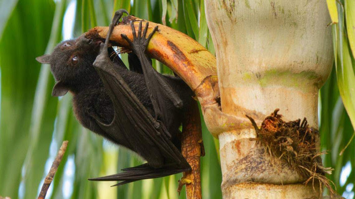 Virus Nipah nguy hiểm hơn cả Covid-19 đang bùng phát ở Ấn Độ - Hình 2