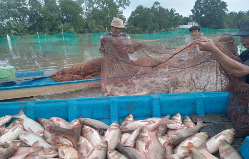 Hậu Giang: Nuôi cá ruộng kiểu gì mà chả phải cho ăn cá vẫn to bự, nông dân bắt hàng tấn - Hình 1