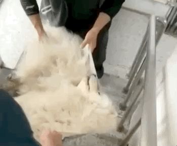 Để Samoyed ở nhà 1 mình, ông chủ tá hỏa khiêng đi viện vì chó cưng động vào hàng cấm - Hình 3