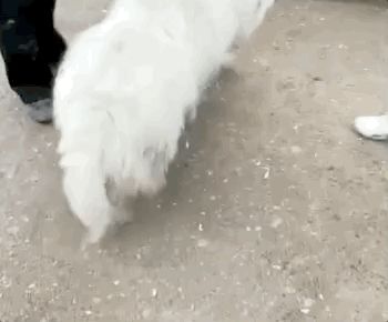 Để Samoyed ở nhà 1 mình, ông chủ tá hỏa khiêng đi viện vì chó cưng động vào hàng cấm - Hình 2