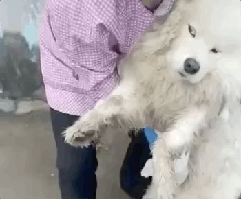 Để Samoyed ở nhà 1 mình, ông chủ tá hỏa khiêng đi viện vì chó cưng động vào hàng cấm - Hình 1