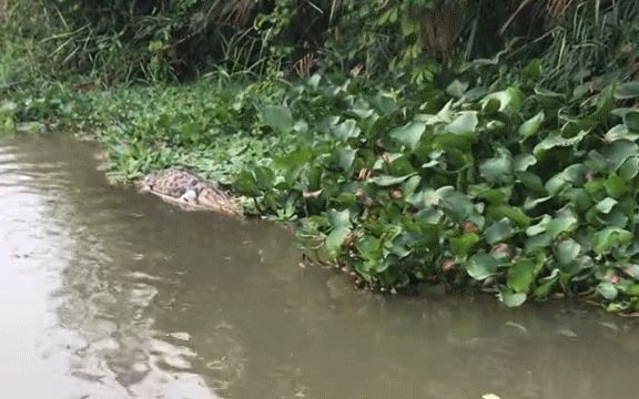 Đang đi thuyền thì gặp con cá to khổng lồ, thế nhưng không ai dám bắt khi thấy một cảnh tượng kinh hãi - Hình 1