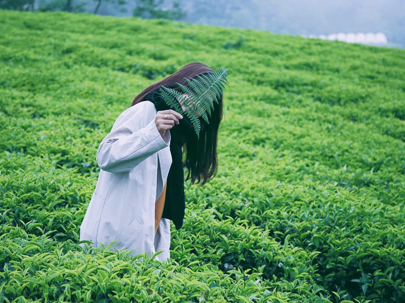 Check-in cực chất tại Cầu Đất Farm - Đà Lạt - Hình 4