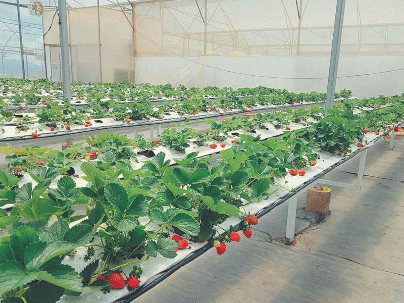 Check-in cực chất tại Cầu Đất Farm - Đà Lạt - Hình 8