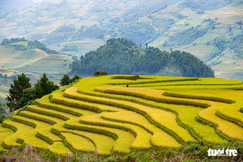Đồi võng lúa, móng ngựa hút khách kìn kìn tới Mù Cang Chải - Hình 5