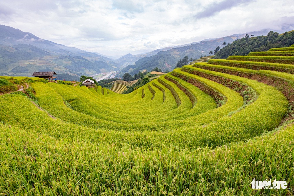 Đồi võng lúa, móng ngựa hút khách kìn kìn tới Mù Cang Chải - Hình 1