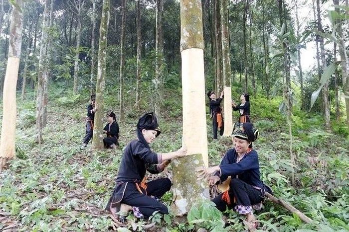 Yên Bái: Lễ hội quế Văn Yên sẽ diễn ra vào ngày 14/10 - Hình 1