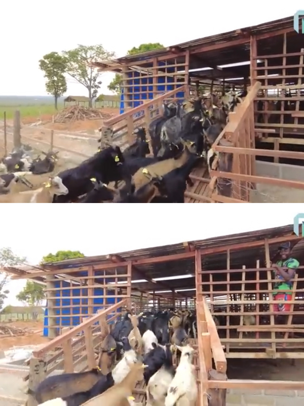 Quang Linh xây khu vui chơi đẳng cấp 5 sao để nuôi dê, thuê cả bảo vệ canh gác nông trại bạc tỷ - Hình 4