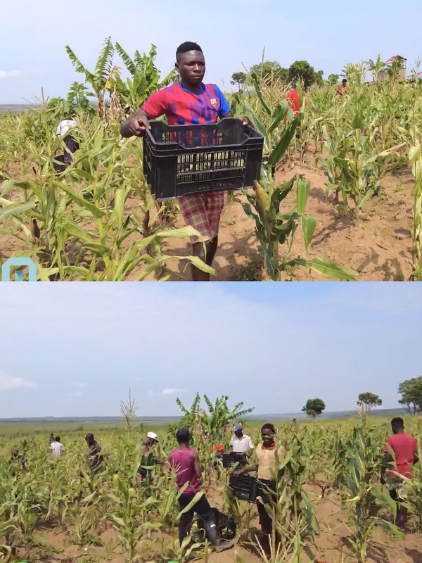 Quang Linh cùng bà con Angola thu hoạch lứa ngô nếp Việt Nam đầu tiên - Netizen - Việt Giải Trí