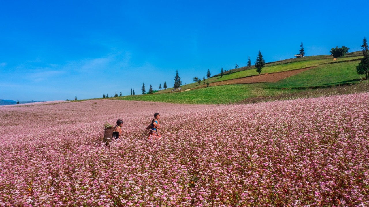 Mùa hoa nhuộm hồng cao nguyên đá Hà Giang - Hình 1