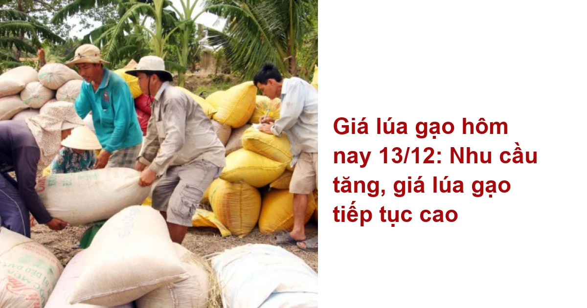 Giá lúa gạo hôm nay 13/12 Nhu cầu tăng, giá lúa gạo tiếp tục cao Tin