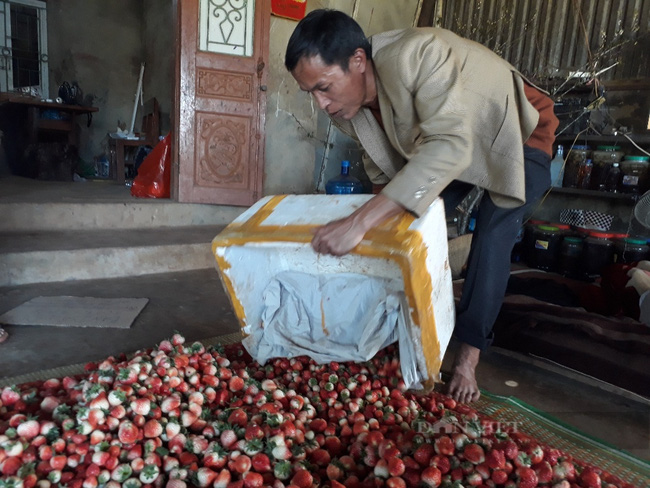 Trồng cây ra thứ trái nhìn là tứa nước miếng, hái mỏi cả tay, cứ 1 vụ ông nông dân Sơn La lãi nửa tỷ - Hình 2