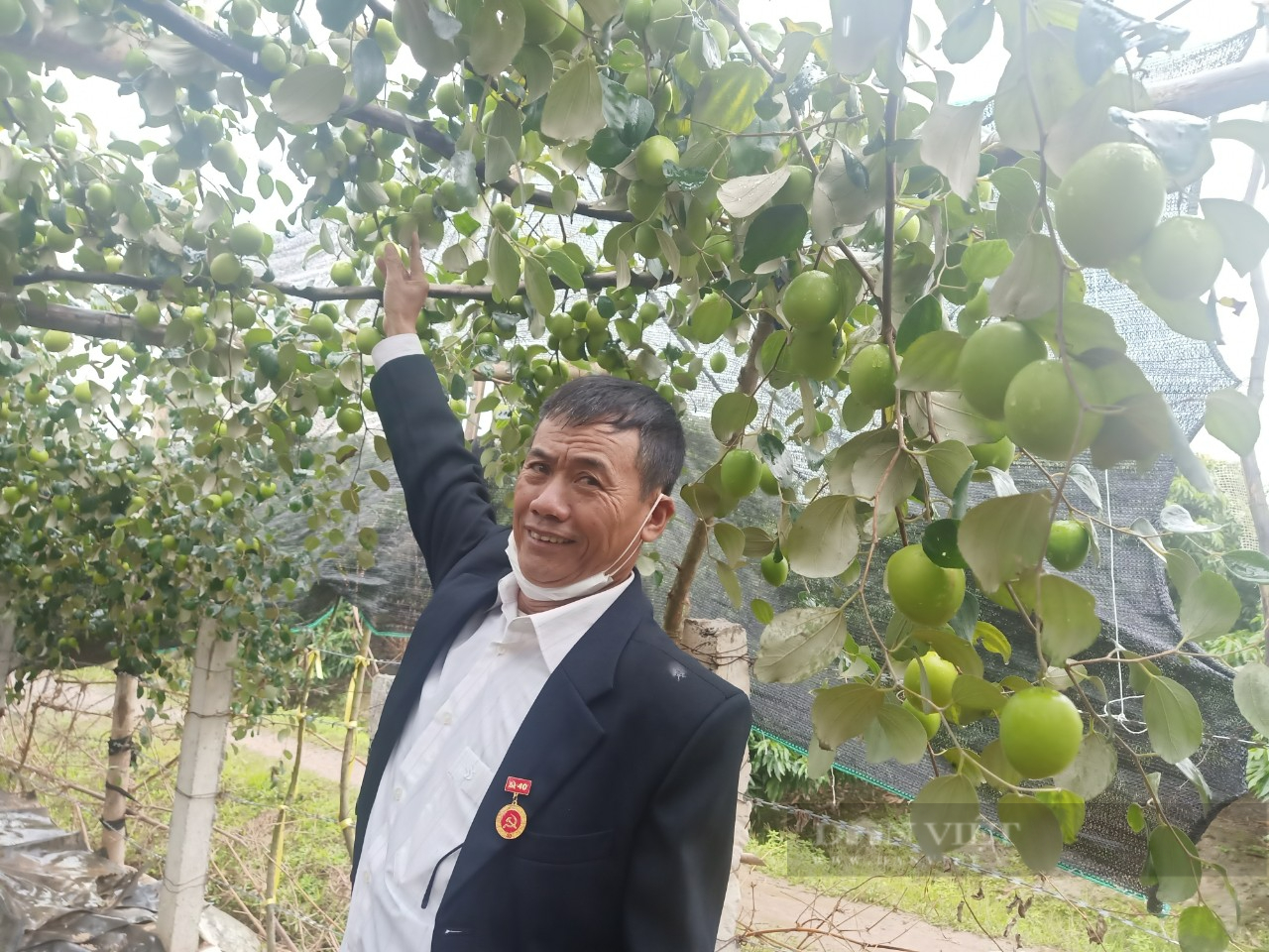 Trồng thứ cây ngửa mặt lên là va vào quả, để dành bán Tết, nông dân Hải Dương thu trăm triệu ngon ơ - Hình 1