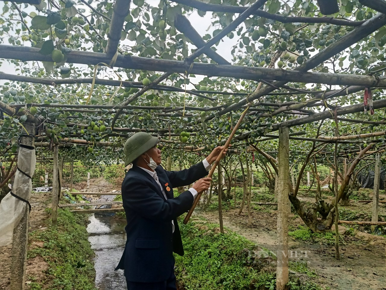 Trồng thứ cây ngửa mặt lên là va vào quả, để dành bán Tết, nông dân Hải Dương thu trăm triệu ngon ơ - Hình 3