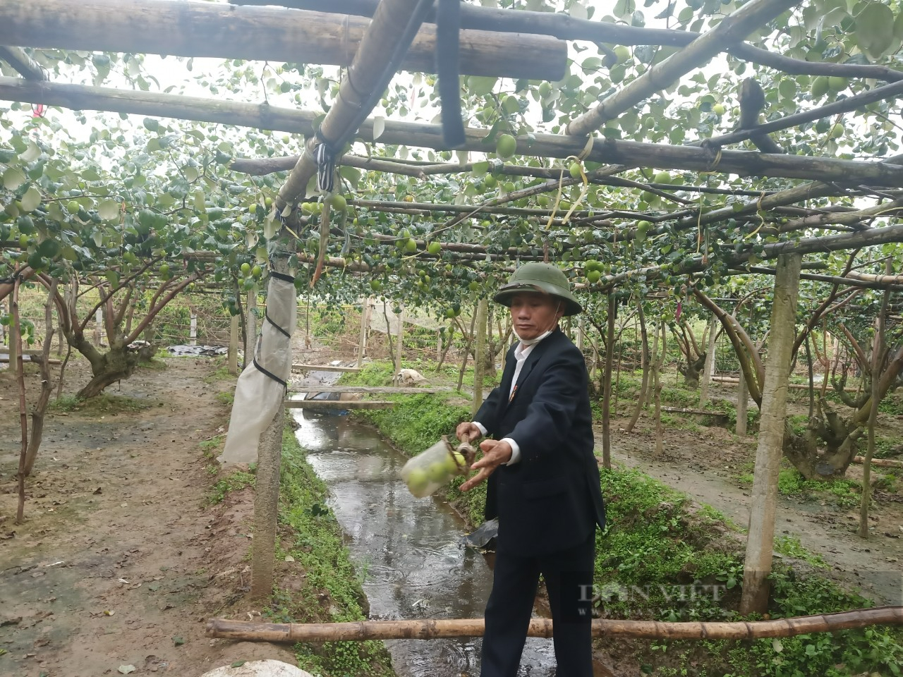 Trồng thứ cây ngửa mặt lên là va vào quả, để dành bán Tết, nông dân Hải Dương thu trăm triệu ngon ơ - Hình 2