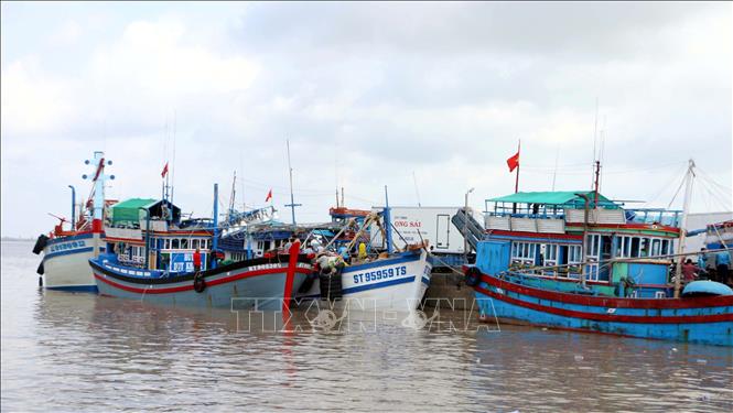 Vì một nghề cá bền vững - Hình 1