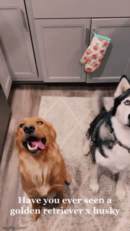 Nhà nuôi 1 chó Golden và 1 chó Husky, chủ cười ra nước mắt trước kết quả cuộc vụng trộm - Hình 1