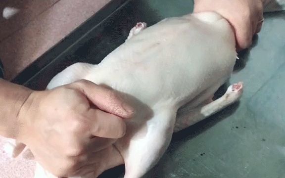 Dân mạng tranh cãi chuyện vịt quay bị bơm hoá chất và đây là lời giải thích từ một lò mổ vịt! - Hình 2