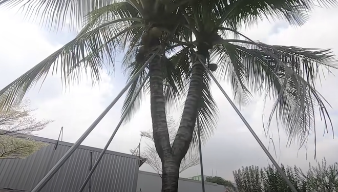 Nữ đại gia Thủ Đức sở hữu 3 cây dừa độc lạ nhất Việt Nam: Ăn ngủ nhà dân để thu mua bằng được, trả 800 triệu cũng không bán! - Hình 5