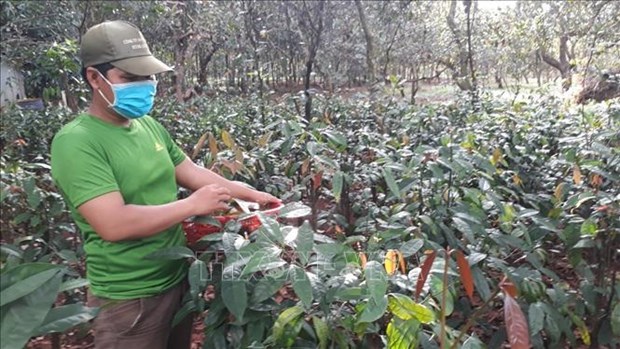 Trồng rau rừng thành công trong vườn nhà, có loại rau rừng đặc sản nông dân Bình Phước bán đắt hơn thịt lợn - Hình 2