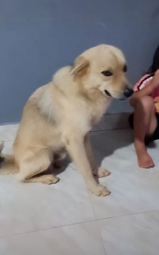 Vụ Củ tỏi - chú chó nổi tiếng trên TikTok mất tích: Ngọc Duyên đã tìm ra tung tích giống đến 90%! - Hình 6