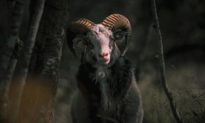 Hung vận lấn át cát vận, khó khăn chồng chất khó khăn, 3 con giáp xui xẻo đủ đường cuối tuần này (30/4-1/5) - Hình 2