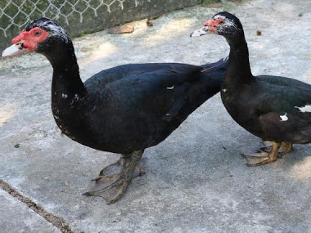 Ngọt, thơm ngan đen Bình Liêu - Hình 1