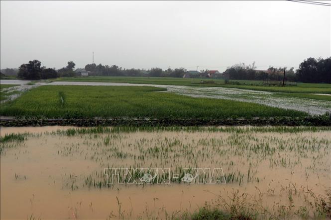 Trên 30.000 ha lúa, rau màu và thủy sản còn bị ngập úng - Hình 1