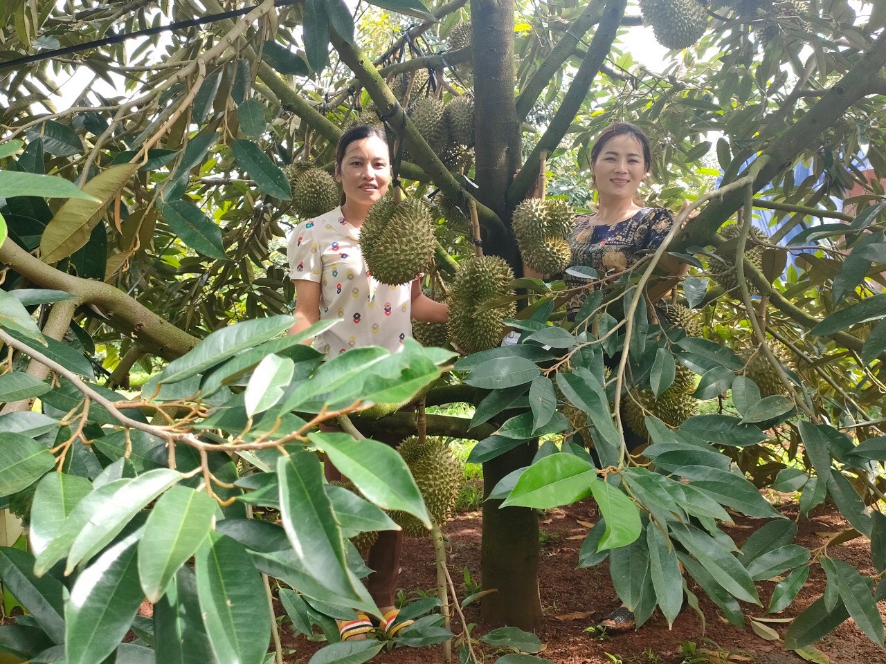 Trồng loài cây ví như cây nhà giàu trong vườn tiêu, nông dân này Đắk Lắk giàu lên thật luôn - Hình 2