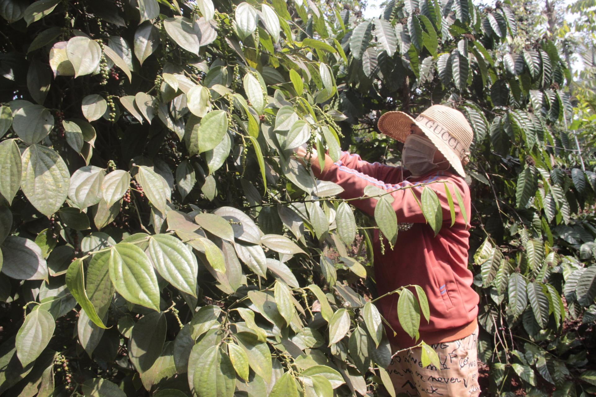 Trồng loài cây ví như cây nhà giàu trong vườn tiêu, nông dân này Đắk Lắk giàu lên thật luôn - Hình 1