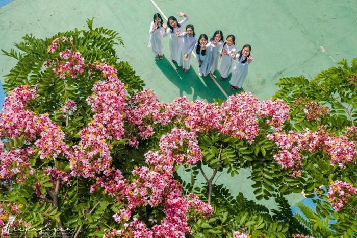 Đà Lạt mùa hè vẫn đẹp rụng rời bởi màu sắc ngọt ngào của hoa phượng hồng - Hình 3