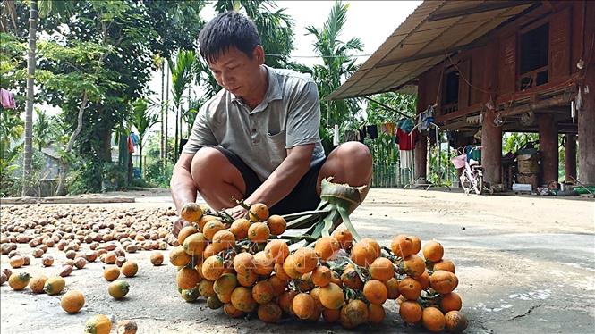 Trồng cau xuất khẩu mô hình cho thu nhập gần nửa tỉ đồngnăm