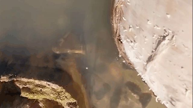 Trăn anaconda bất ngờ phi thân khỏi mặt nước cắn người đàn ông - Hình 1