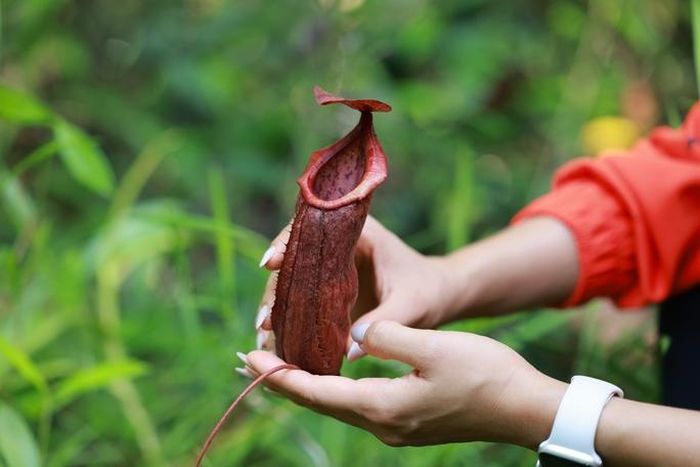 5 điểm đến níu chân du khách ở Tây Ninh - Hình 10
