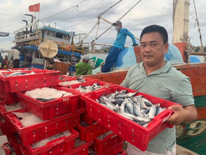 1 ngư dân Quảng Bình trúng đậm luồng cá 250 tấn bán được 2,4 tỉ đồng - Hình 1