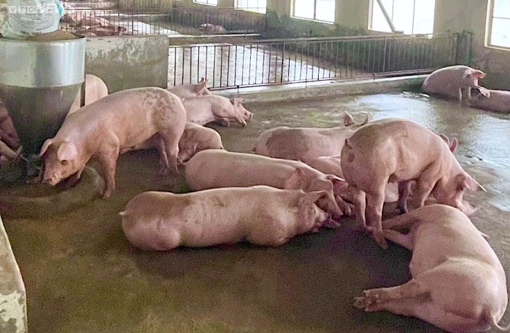 Giá lợn heo hơi hôm nay 8/8: Điều chỉnh giảm cao nhất 2.000 đồng/kg tại miền Nam - Hình 1