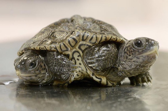 Rùa hai đầu hiếm gặp sinh ra ở Hà Lan - Hình 4