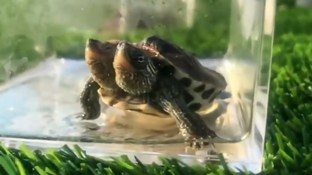Rùa hai đầu hiếm gặp sinh ra ở Hà Lan - Hình 3
