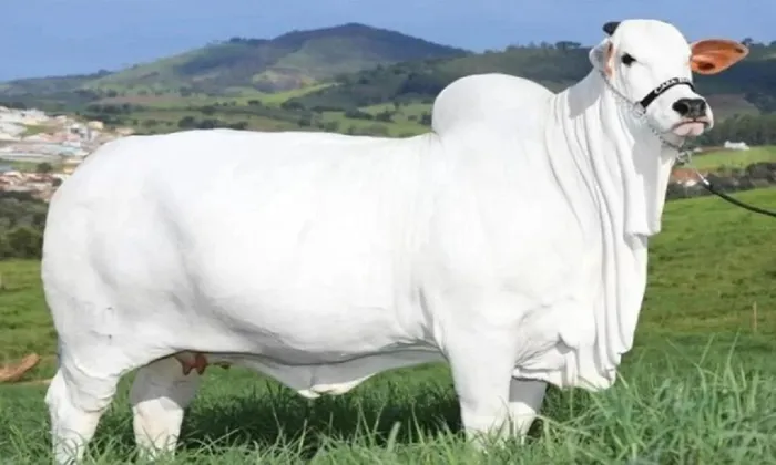 Cận cảnh chú bò sang chảnh nhất thế giới có giá 100 tỷ đồng - Hình 1