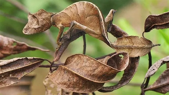 Những động vật có tài ngụy trang khiến mắt thường không thể phát hiện - Hình 2