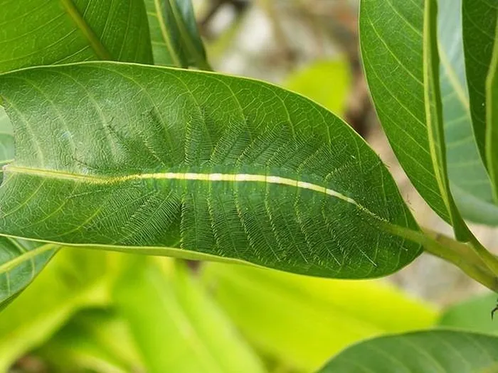 Những động vật có tài ngụy trang khiến mắt thường không thể phát hiện - Hình 3