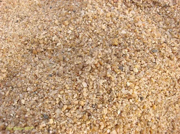 Những động vật có tài ngụy trang khiến mắt thường không thể phát hiện - Hình 6