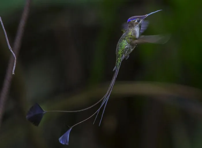 Vẻ ngoài lộng lẫy của loài chim trong Sách đỏ IUCN - Hình 4
