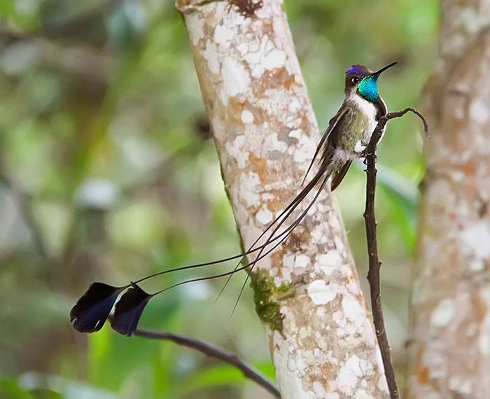 Vẻ ngoài lộng lẫy của loài chim trong Sách đỏ IUCN - Hình 2